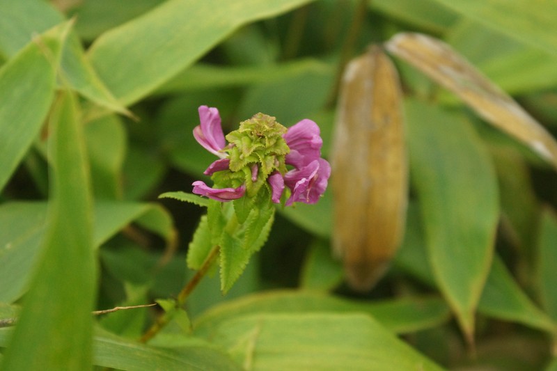 Pedicularis resupinata subsp. resupinata photo 2