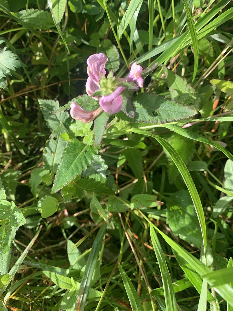 Pedicularis resupinata subsp. resupinata photo 3