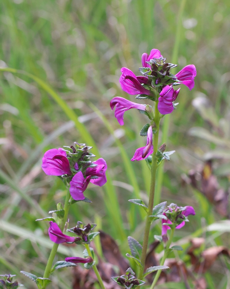 Pedicularis resupinata subsp. resupinata photo 4