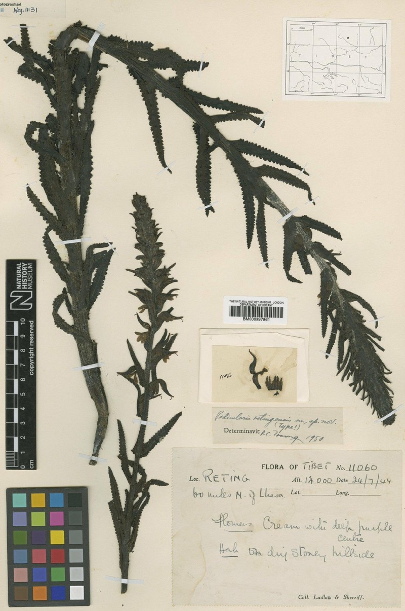 Pedicularis retingensis