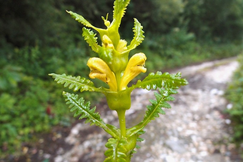 Pedicularis rex