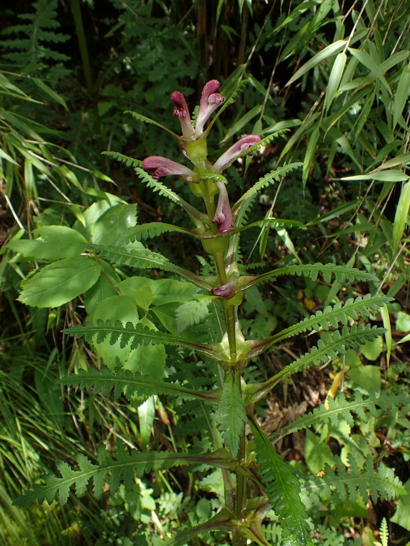 Pedicularis rex photo 2