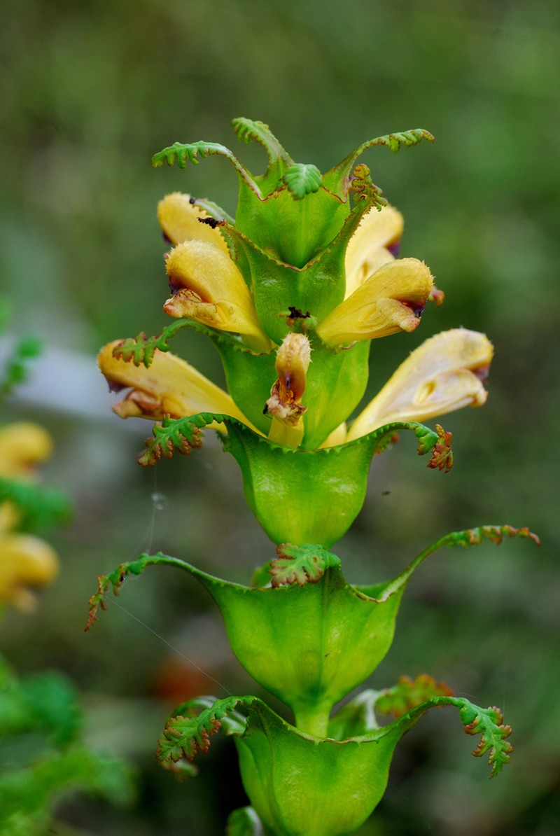 Pedicularis rex photo 3