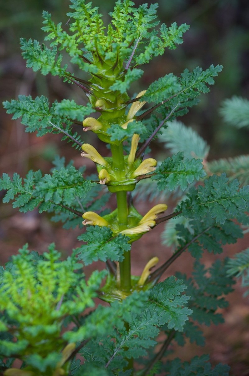 Pedicularis rex photo 4