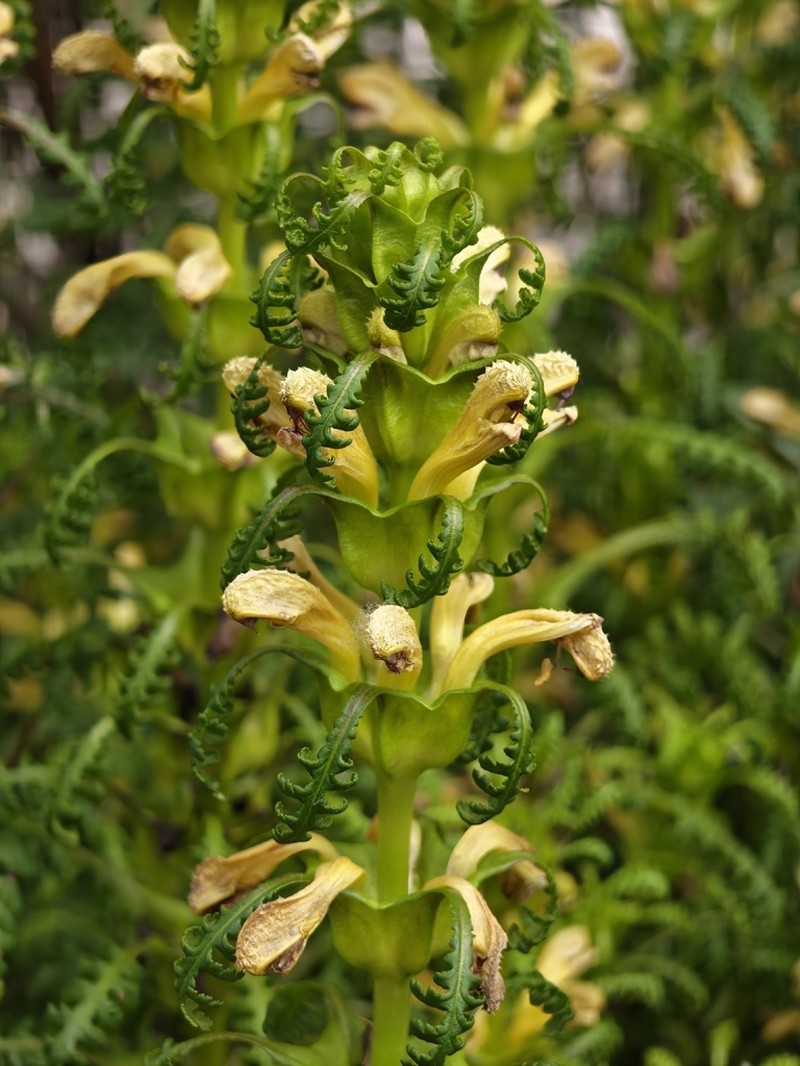 Pedicularis rex photo 5