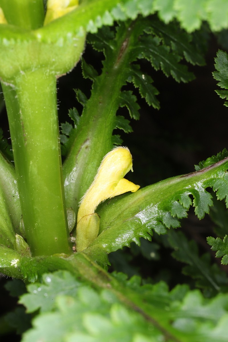 Pedicularis rex photo 6