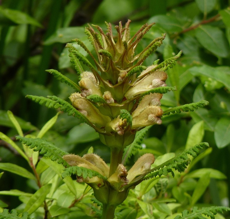 Pedicularis rex photo 7