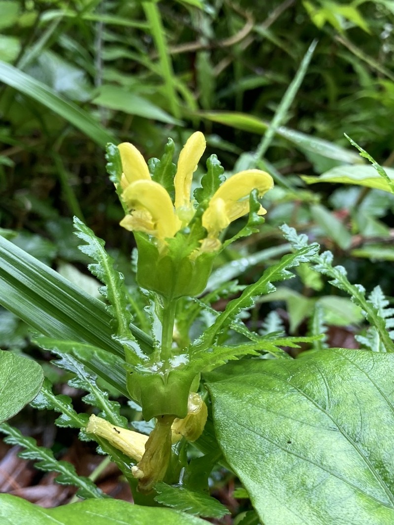 Pedicularis rex photo 8