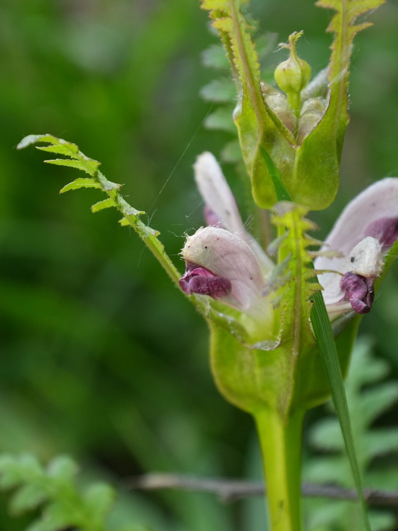 Pedicularis rex subsp. lipskyana