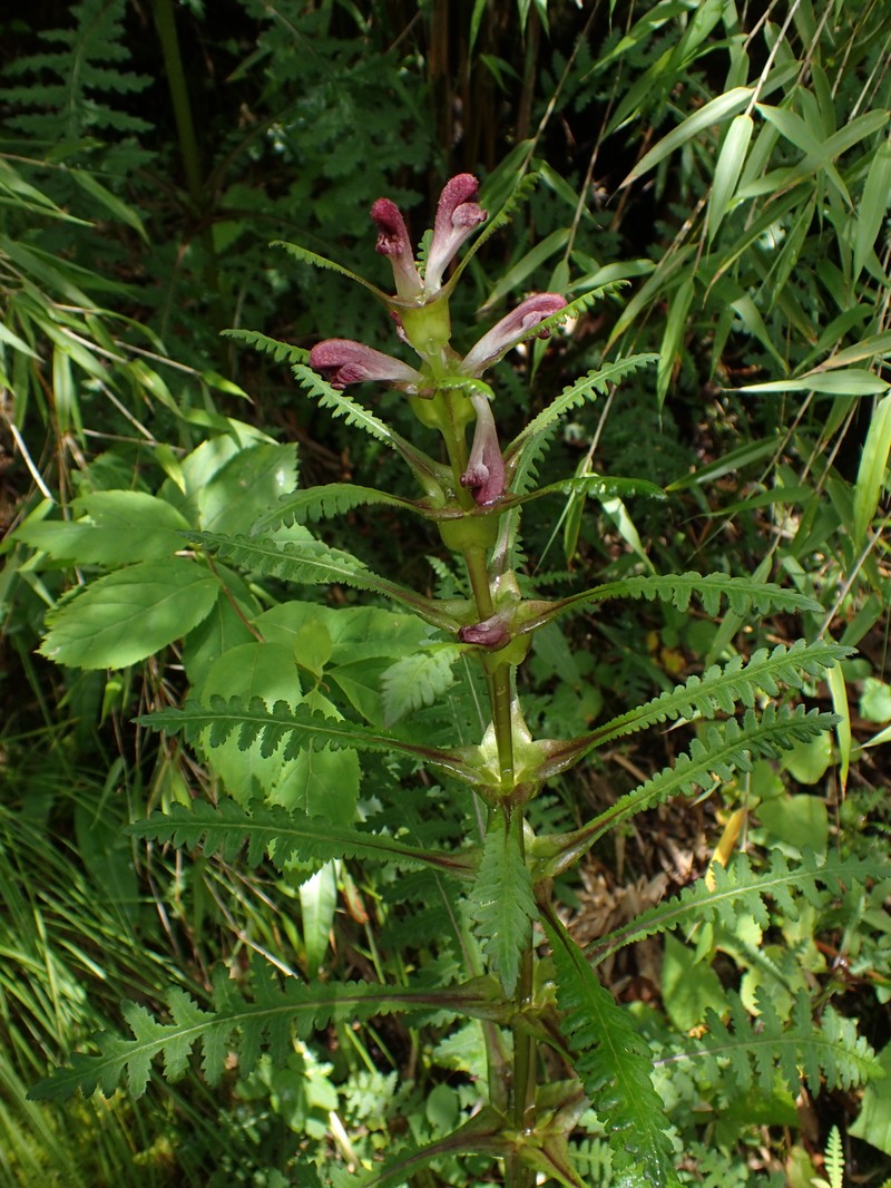 Pedicularis rex subsp. lipskyana photo 2