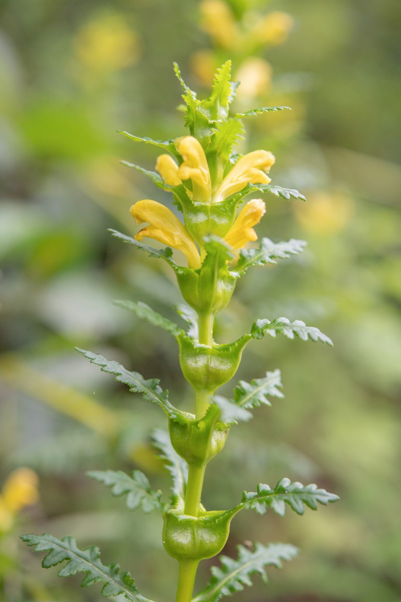 Pedicularis rex subsp. rex