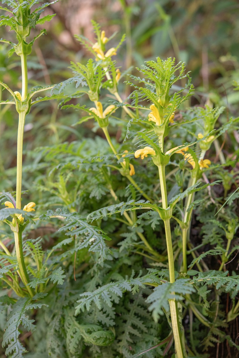 Pedicularis rex subsp. rex photo 2