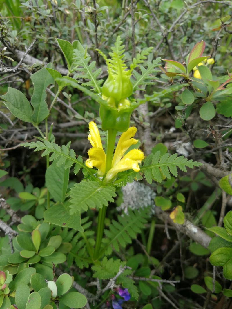 Pedicularis rex subsp. rex photo 3