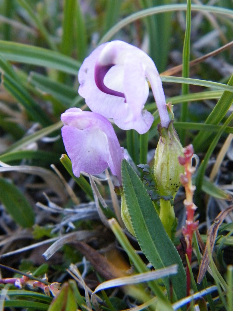 Pedicularis rhinanthoides photo 2