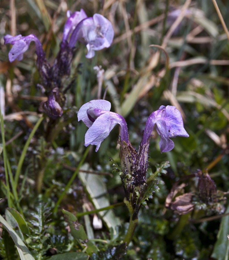 Pedicularis rhinanthoides photo 3