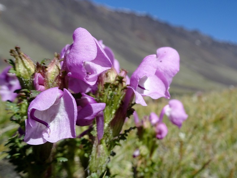 Pedicularis rhinanthoides photo 4
