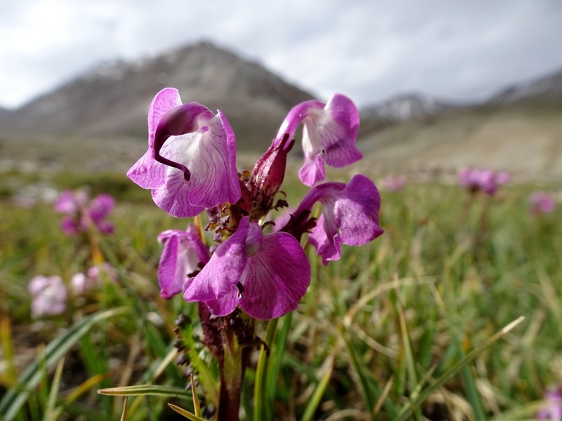 Pedicularis rhinanthoides photo 5