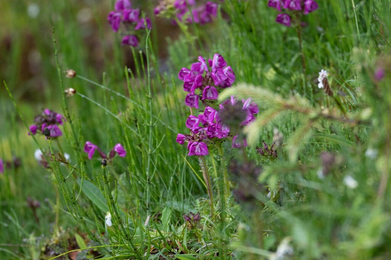 Pedicularis rhinanthoides photo 6
