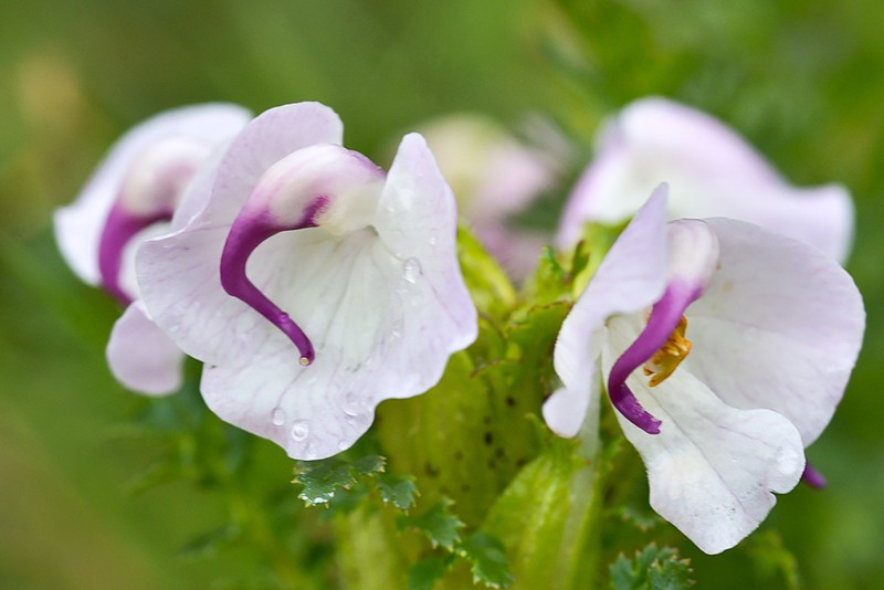 Pedicularis rhinanthoides photo 7