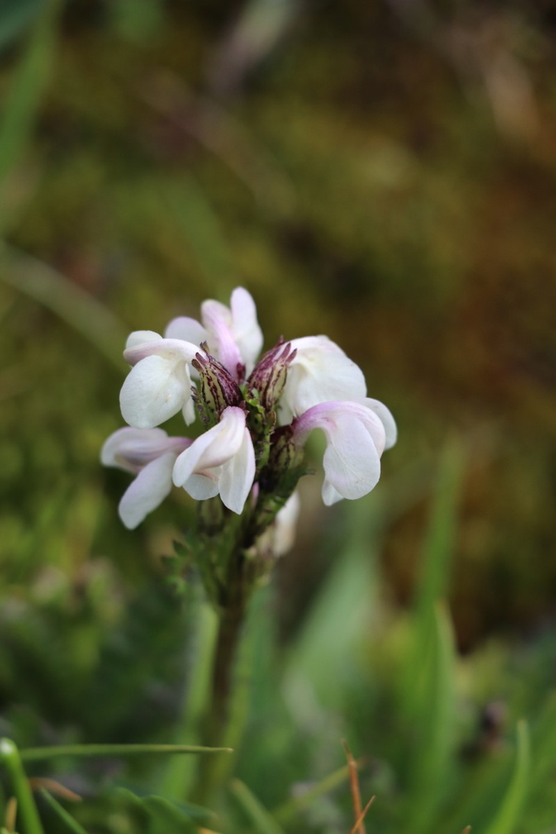 Pedicularis rhinanthoides photo 8