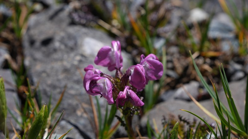 Pedicularis rhinanthoides subsp. labellata