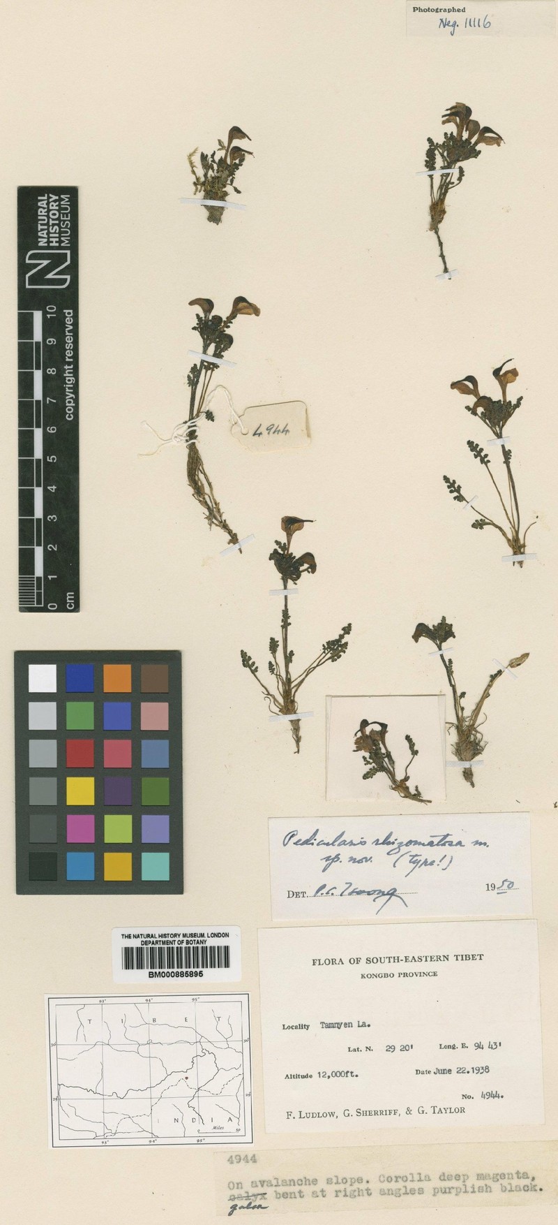 Pedicularis rhizomatosa
