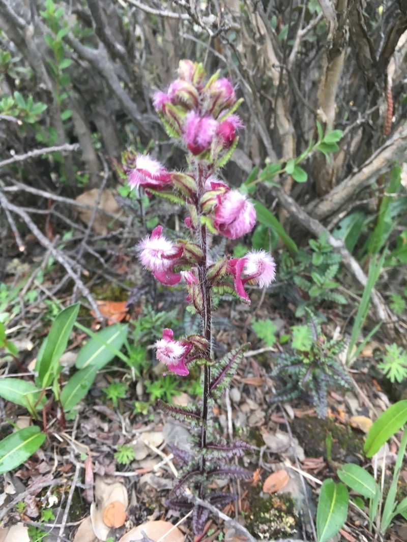 Pedicularis rhodotricha