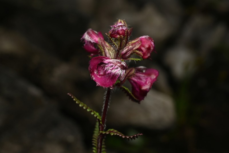 Pedicularis rhodotricha photo 2