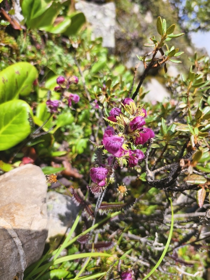 Pedicularis rhodotricha photo 3