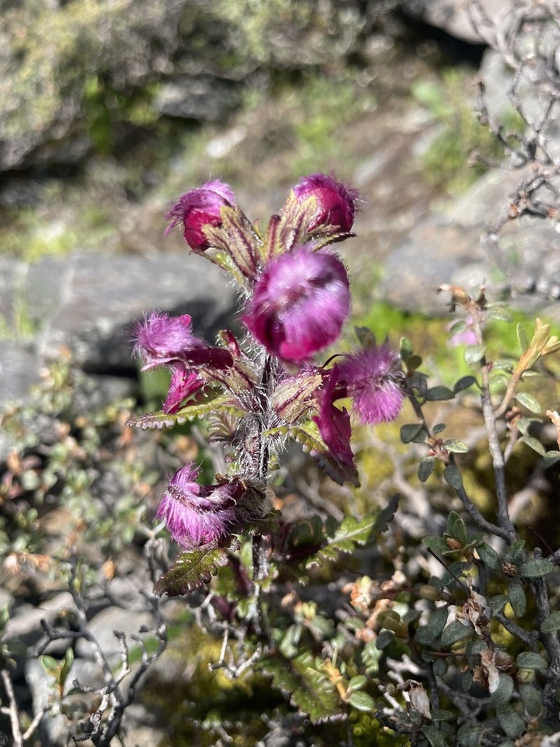 Pedicularis rhodotricha photo 4