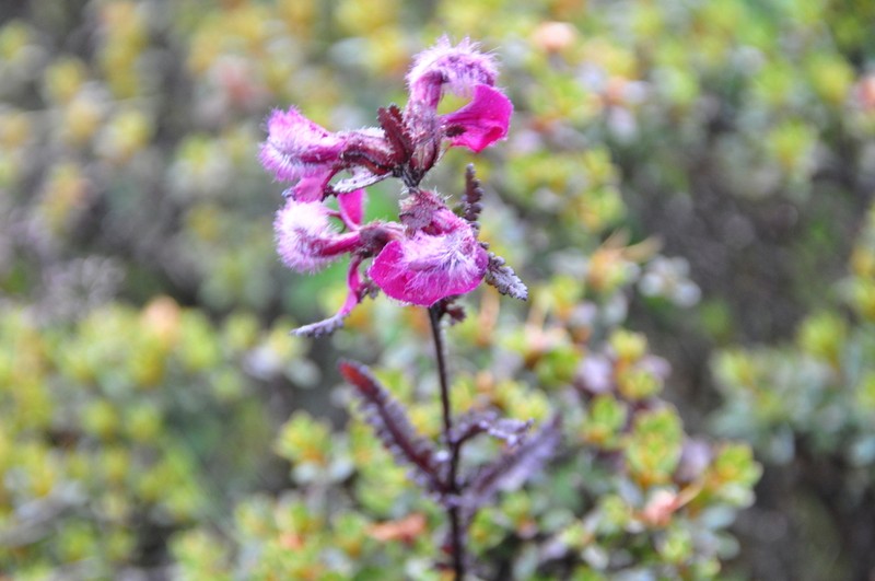 Pedicularis rhodotricha photo 5