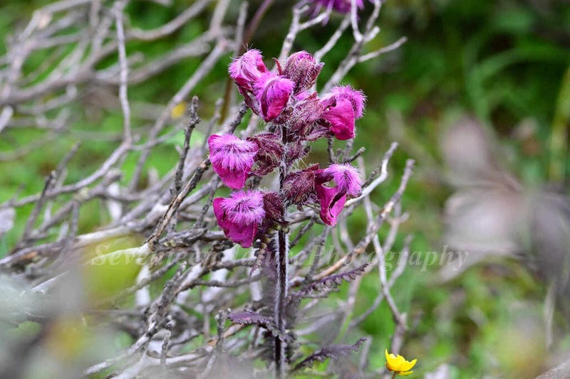 Pedicularis rhodotricha photo 6