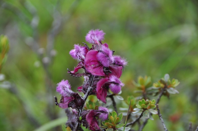 Pedicularis rhodotricha photo 7