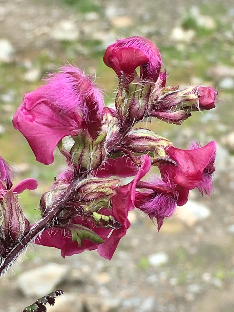 Pedicularis rhodotricha photo 8