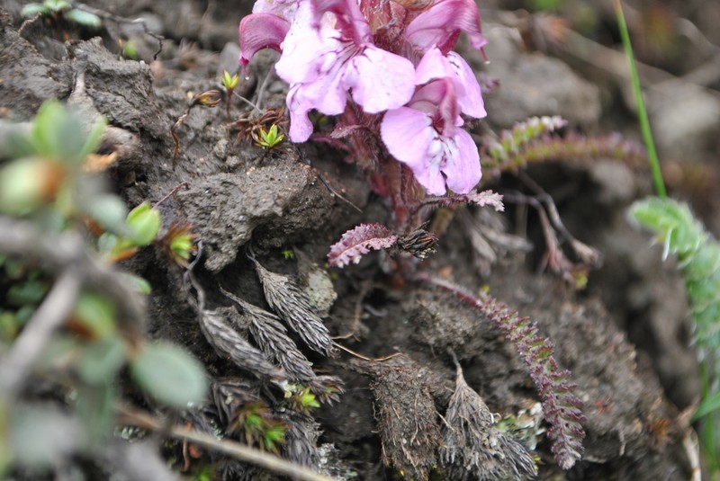 Pedicularis rhynchodonta