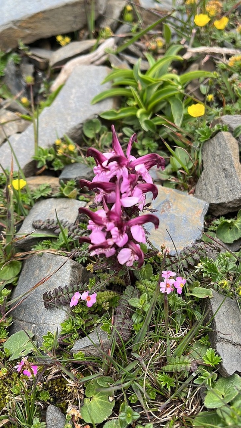 Pedicularis rhynchodonta photo 2