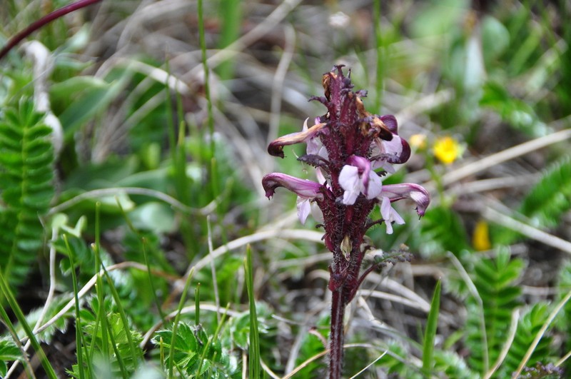 Pedicularis rhynchodonta photo 3