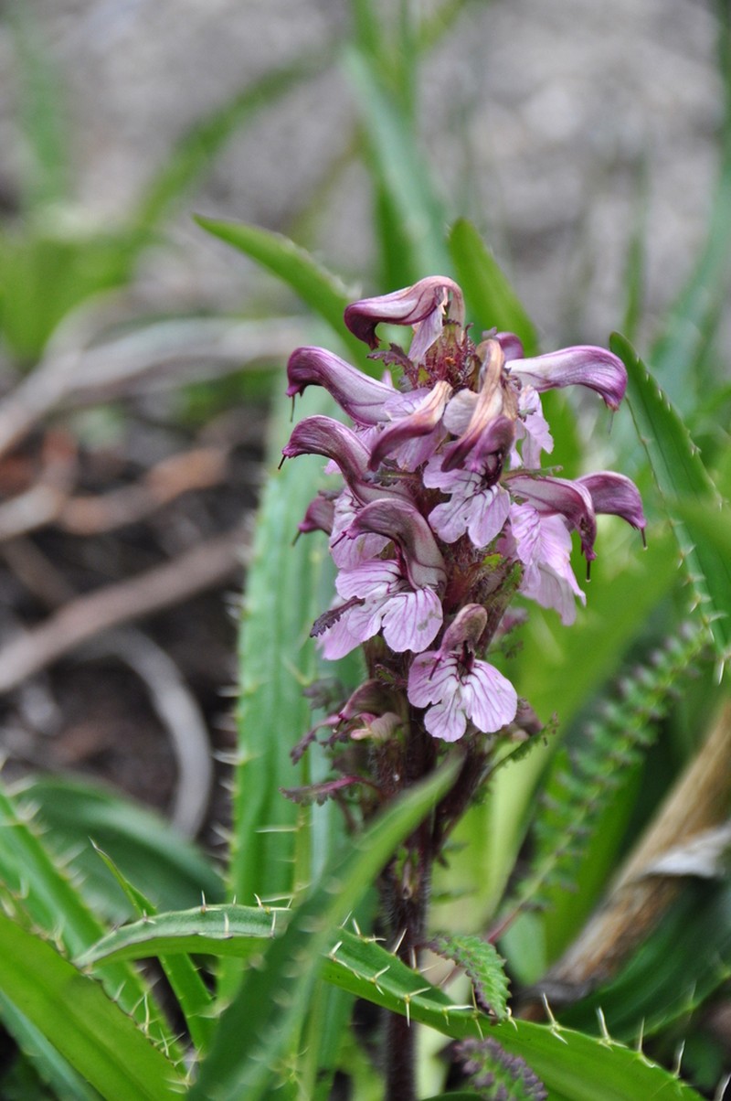 Pedicularis rhynchodonta photo 4