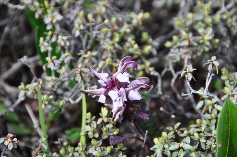 Pedicularis rhynchodonta photo 5