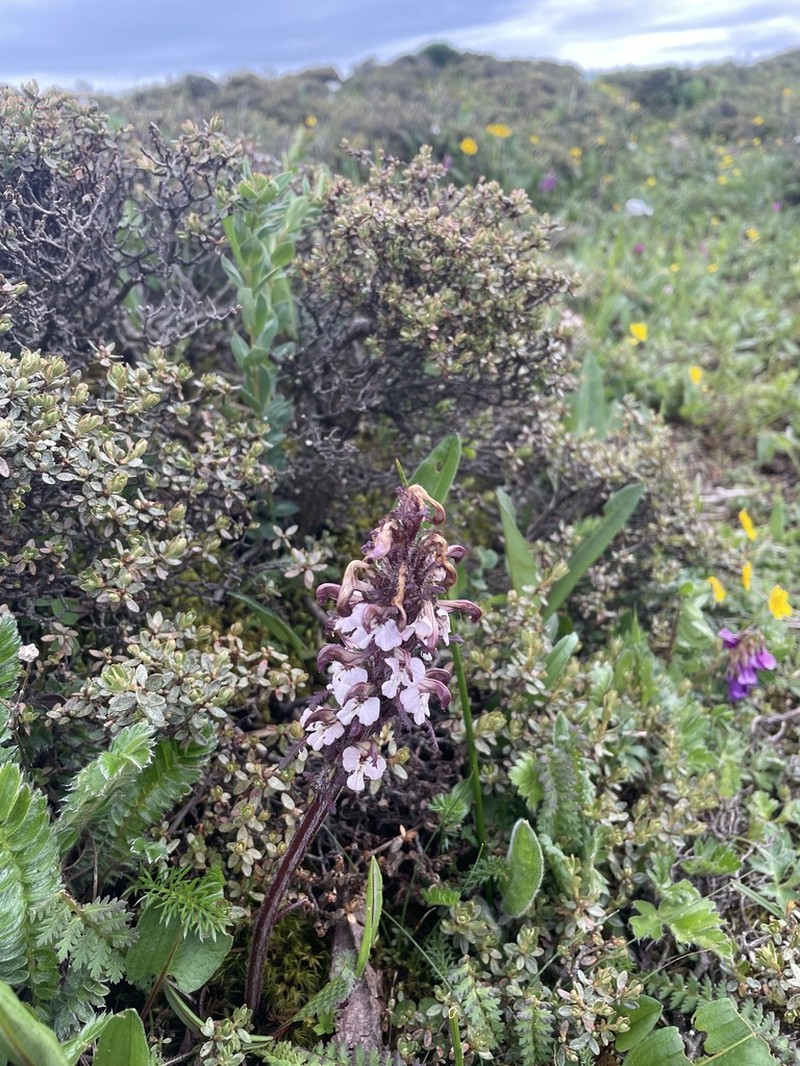 Pedicularis rhynchodonta photo 6