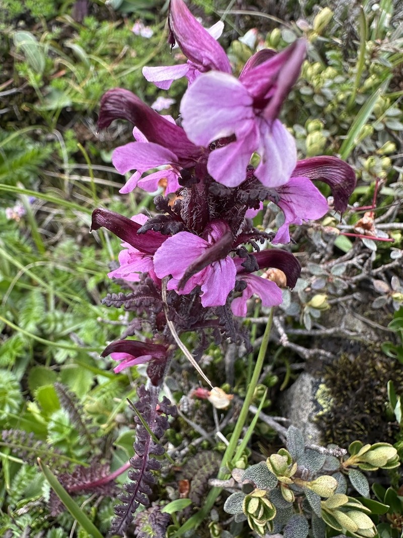 Pedicularis rhynchodonta photo 7