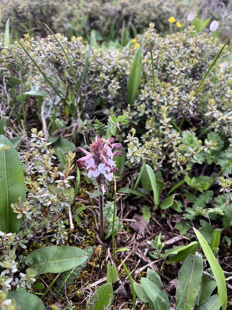 Pedicularis rhynchodonta photo 8