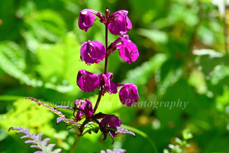 Pedicularis rhynchotricha