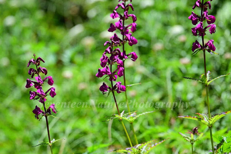 Pedicularis rhynchotricha photo 2
