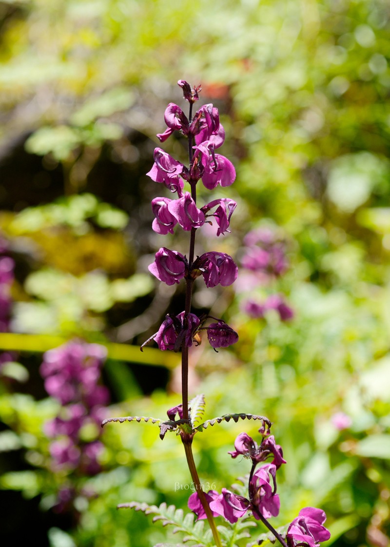 Pedicularis rhynchotricha photo 3