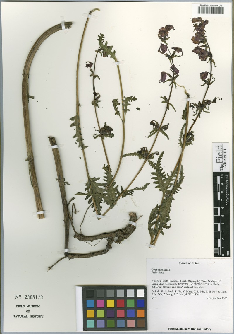 Pedicularis rhynchotricha photo 4