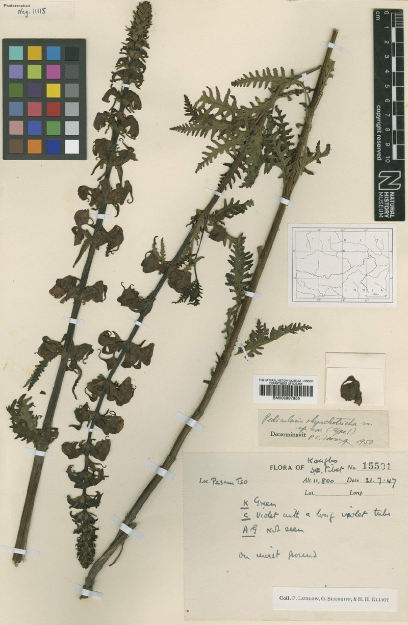 Pedicularis rhynchotricha photo 5