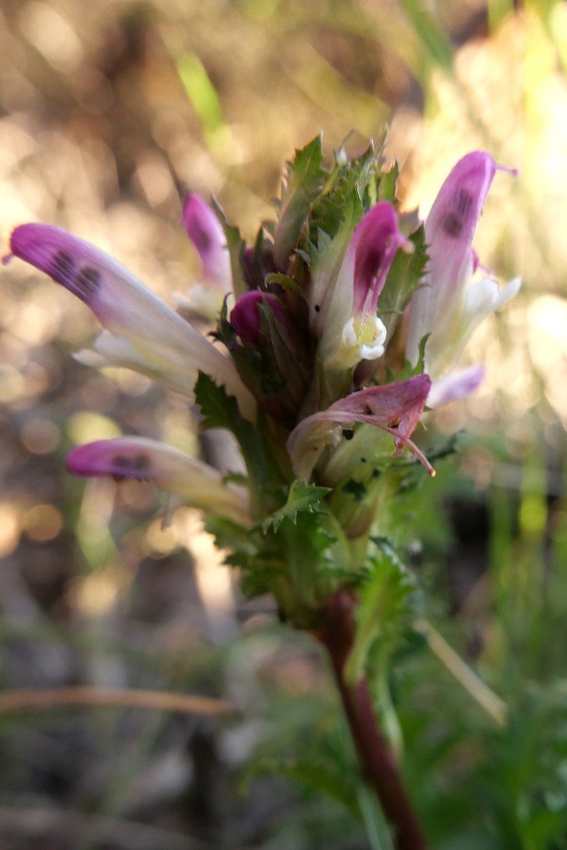 Pedicularis rigginsiae