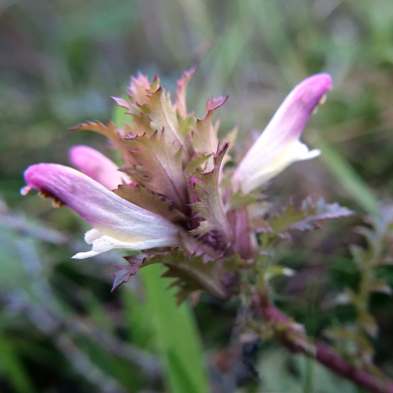 Pedicularis rigginsiae photo 2