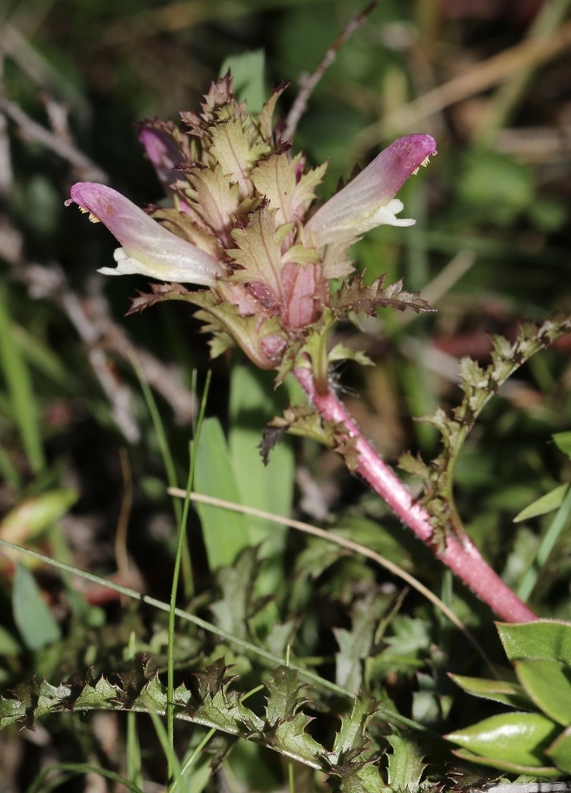 Pedicularis rigginsiae photo 3